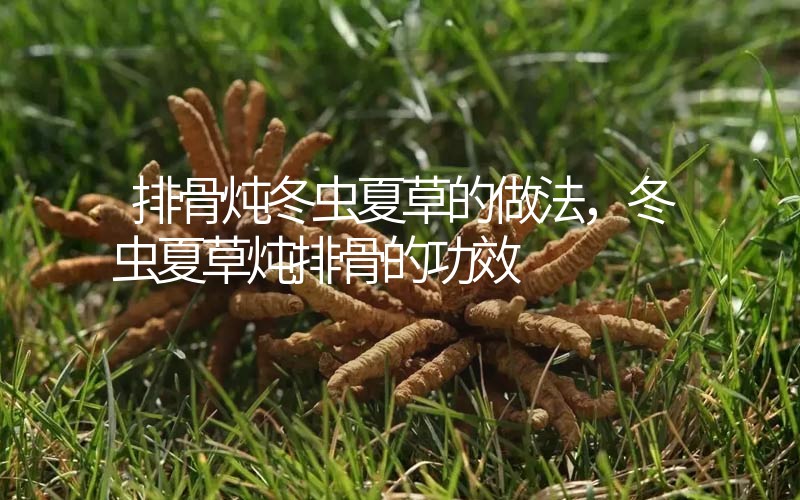排骨燉冬蟲夏草的做法，冬蟲夏草燉排骨的作用