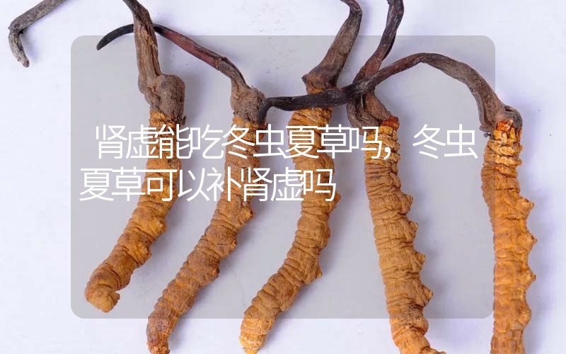腎虛能吃冬蟲夏草嗎，冬蟲夏草可以補(bǔ)腎虛嗎？