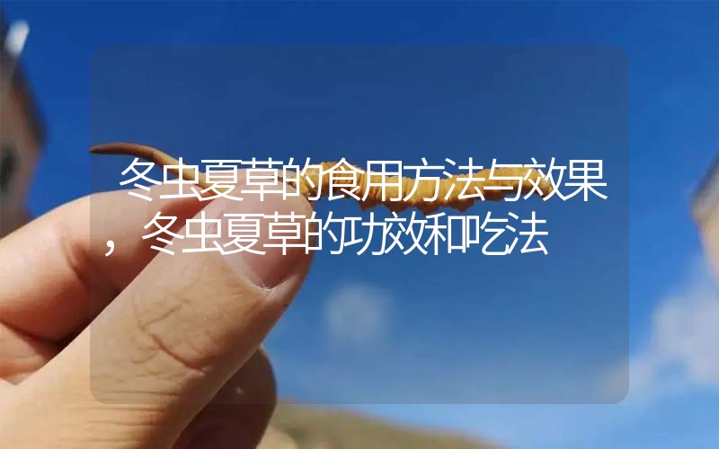 冬蟲夏草的食用方法與效果，冬蟲夏草的食用方法！