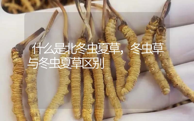 什么是北冬蟲夏草，北冬蟲草與冬蟲夏草區(qū)別