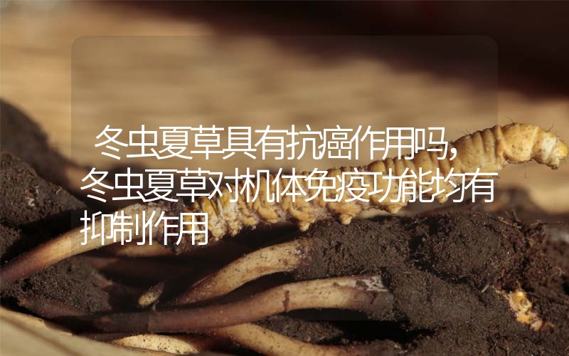 冬蟲夏草具有抗癌作用嗎，冬蟲夏草對機(jī)體免疫功能均有抑制作用