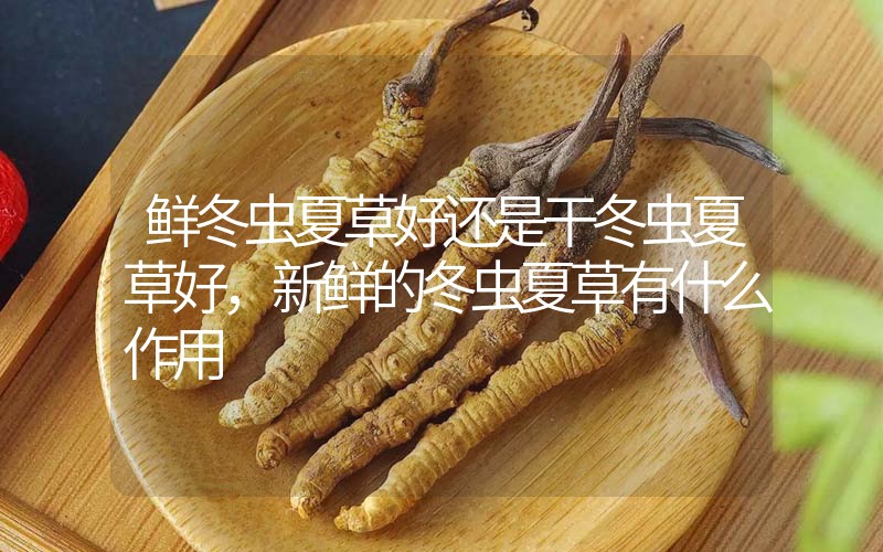 鮮冬蟲夏草好還是干冬蟲夏草好，新鮮的冬蟲夏草有什么作用