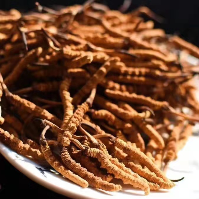冬蟲夏草為什么這么貴呢？有便宜的能買嗎