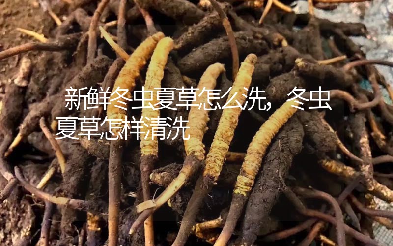 新鮮冬蟲夏草怎么洗，冬蟲夏草怎樣清洗