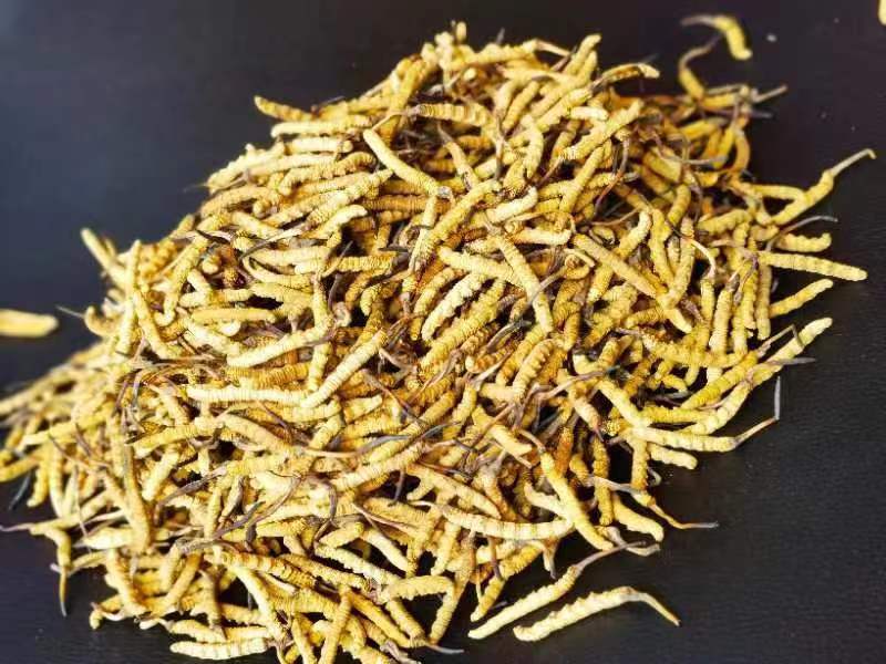 冬蟲夏草哪幾種食用方法比較好呢？推薦幾種參考