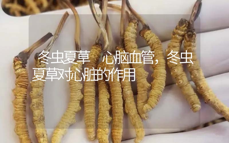 冬蟲夏草 心腦血管，冬蟲夏草對心臟的作用