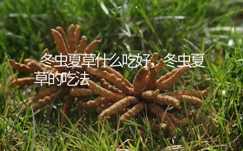 冬蟲夏草什么吃好，冬蟲夏草的吃法