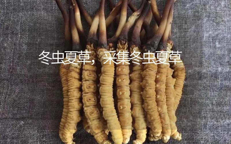 冬蟲夏草采挖時(shí)間，什么時(shí)候采集冬蟲夏草