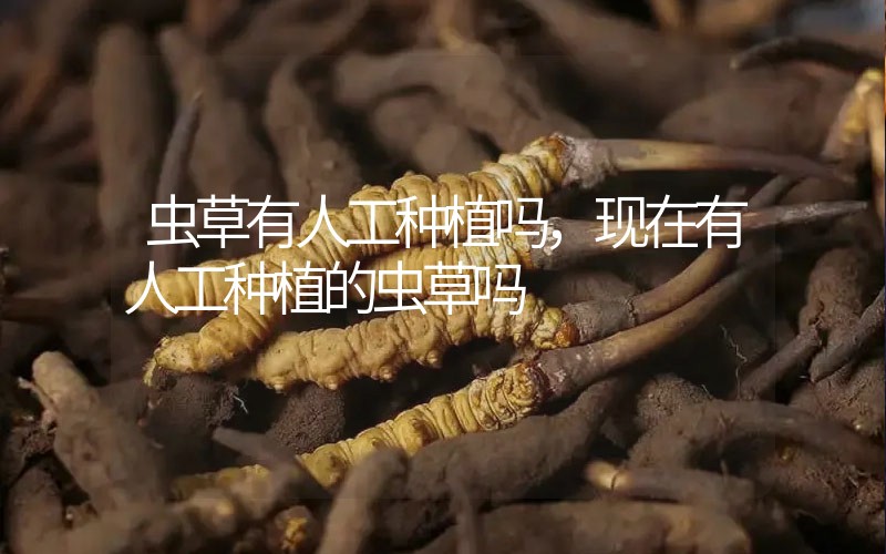 蟲草有人工種植嗎，現(xiàn)在有人工種植的蟲草嗎