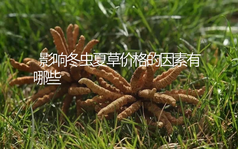 影響冬蟲夏草價(jià)格的因素有哪些？