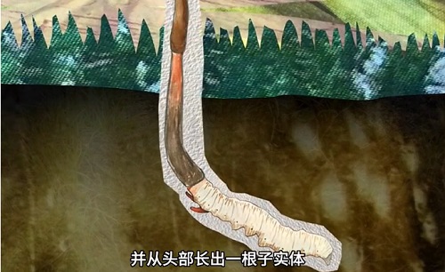 冬蟲(chóng)夏草到底是蟲(chóng)還是草？你猜到了嗎？