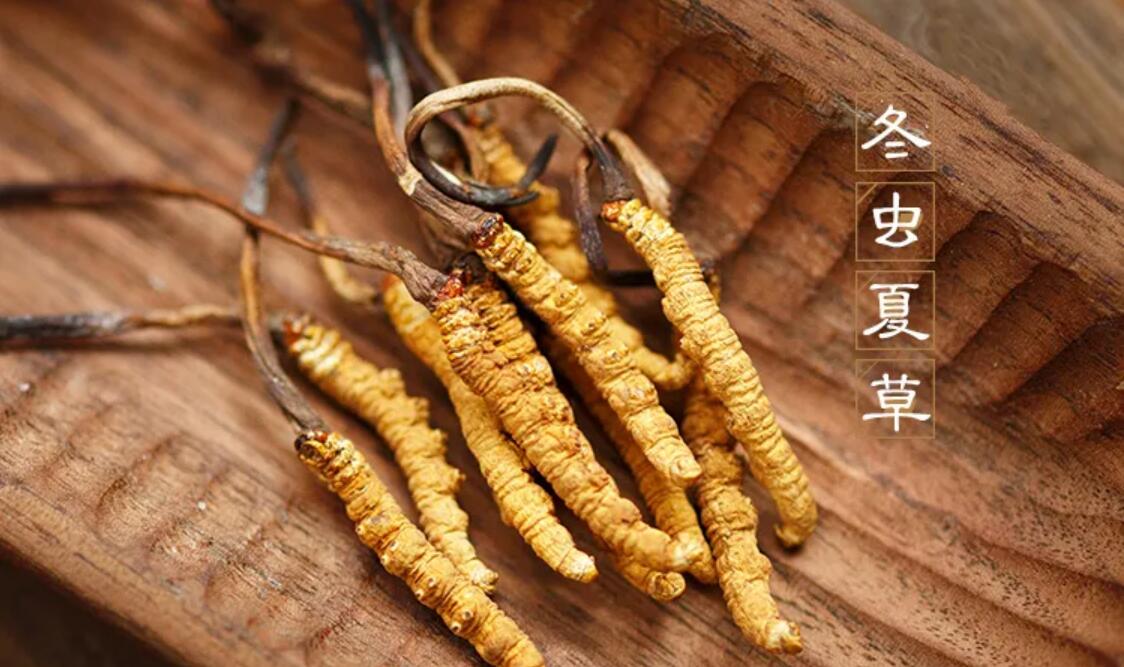 冬蟲(chóng)夏草有什么藥用價(jià)值？冬蟲(chóng)夏草作用與效果