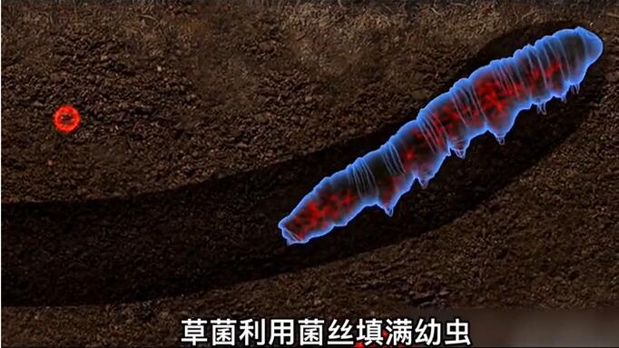 神奇的冬蟲夏草為什么能從蟲子變成草？它到底是怎么形成的呢？