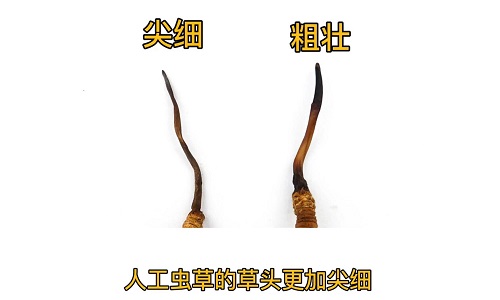 人工蟲草和野生蟲草如何分辨？人工冬蟲夏草怎么鑒別