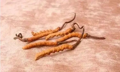 哪個產(chǎn)地的冬蟲夏草營養(yǎng)價值高,哪里的蟲草更好？