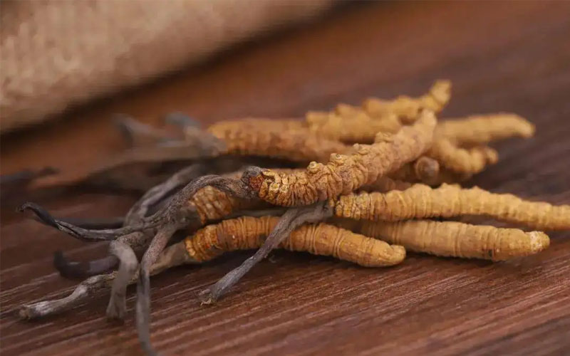 冬蟲(chóng)夏草怎樣吃效果好？冬蟲(chóng)夏草的食用方法！