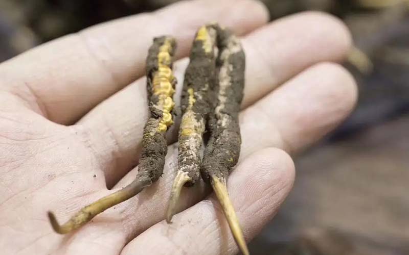 冬蟲(chóng)夏草作用如何?蟲(chóng)草有哪些功能？ ?