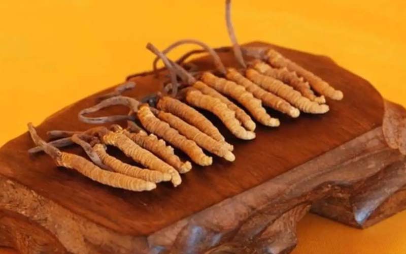冬蟲(chóng)夏草需要每天吃嗎?冬蟲(chóng)夏草一天吃多少？