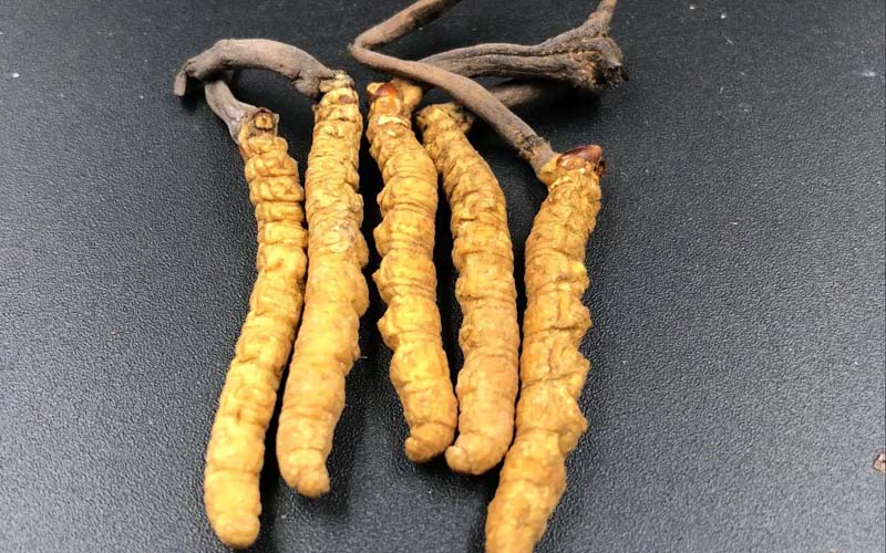 女人服用冬蟲夏草有什么作用？冬蟲夏草對(duì)女性的作用  ? ?