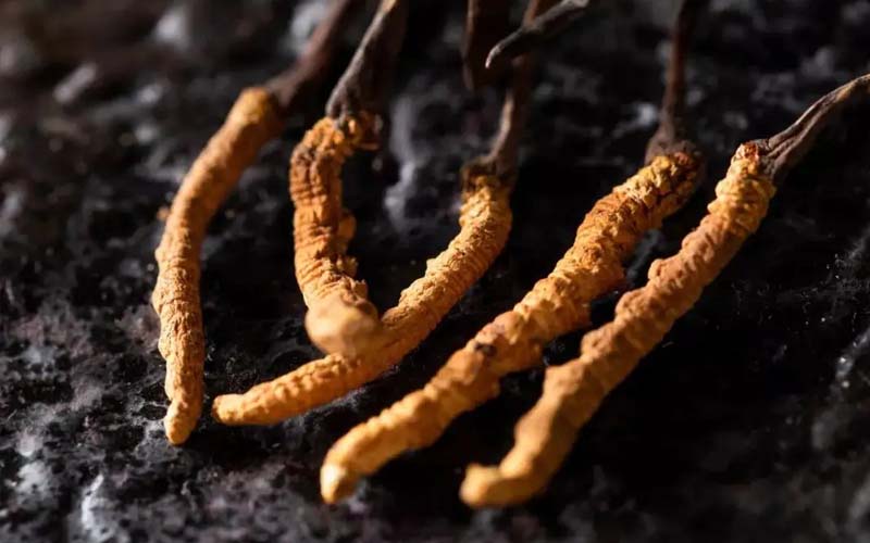 吃冬蟲夏草有什么作用和作用(吃冬蟲夏草對(duì)身體有什么好處)