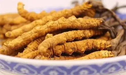 長期服用冬蟲夏草會砷中毒嗎