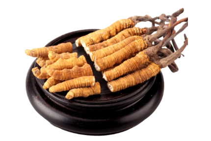 冬蟲(chóng)夏草斷草還有營(yíng)養(yǎng)價(jià)值嗎？該如何正確食用？
