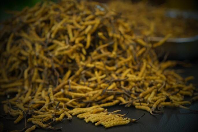 新鮮蟲草和干蟲草的區(qū)別，冬蟲夏草是新鮮的好還是曬干的好？