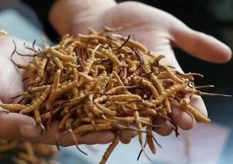 解析冬蟲(chóng)夏草中蟲(chóng)草素的主要作用有什么