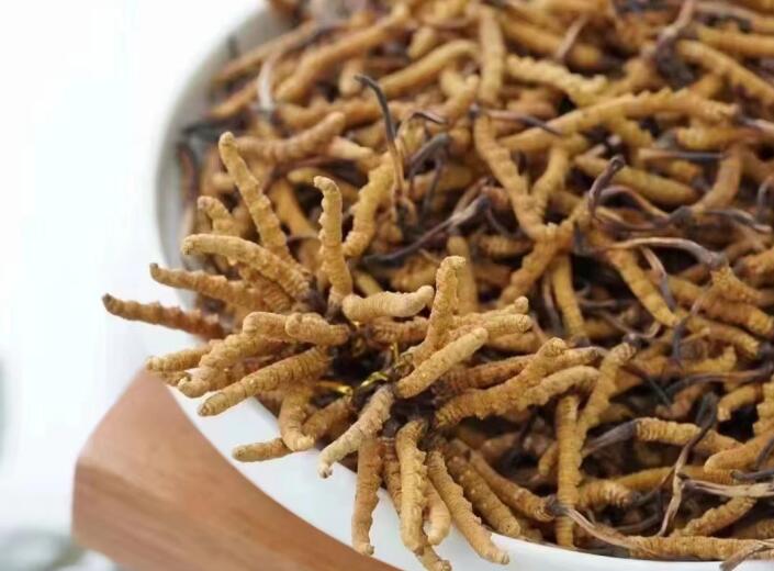 冬蟲夏草應(yīng)該怎么挑選？什么樣的冬蟲夏草才是好的？