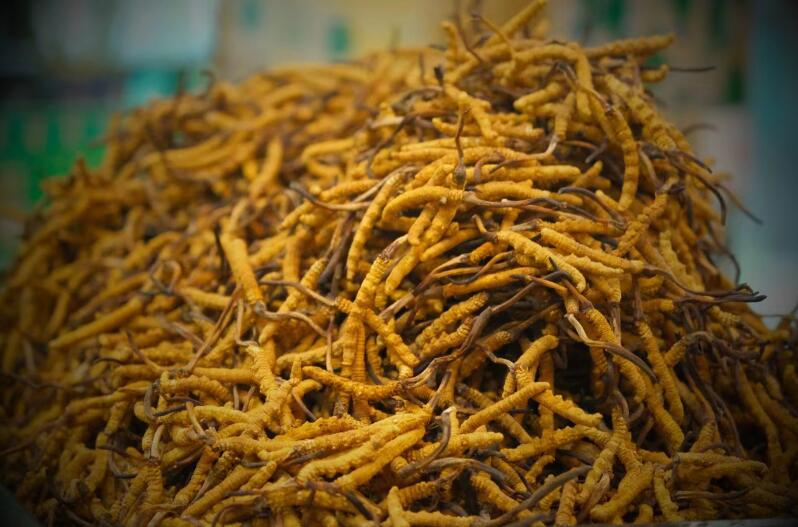 冬蟲(chóng)夏草的產(chǎn)量為何一年不如一年呢？