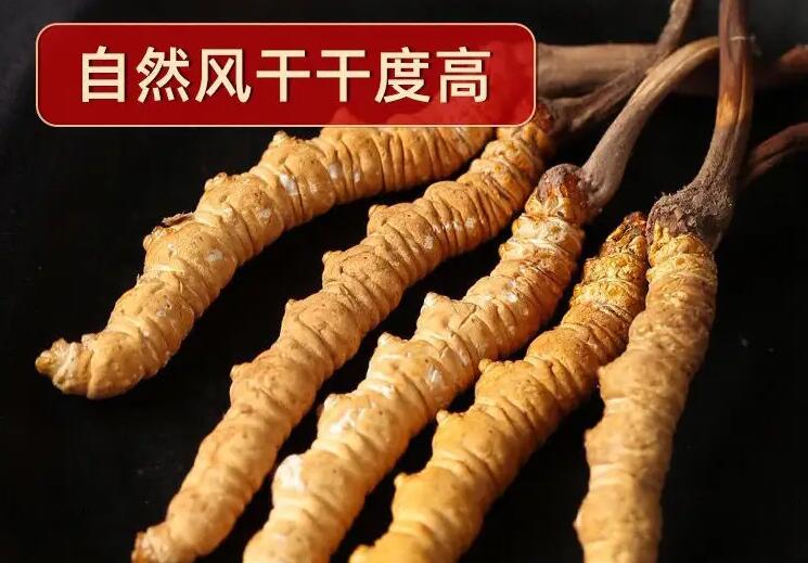 冬蟲夏草采挖后的處理方法與保存