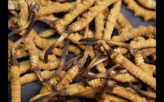 專業(yè)解析冬蟲(chóng)夏草多樣化的成分
