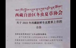2023年西藏各產區(qū)新鮮冬蟲夏草上市時間表