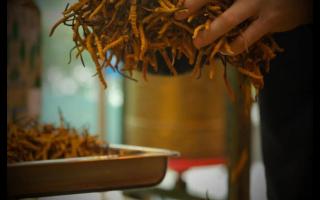 南方冬蟲夏草怎么防潮 不會(huì)變質(zhì)？