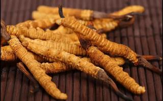 新鮮的冬蟲(chóng)夏草為何要冷凍保存？