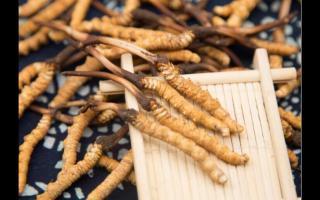 對(duì)話冬蟲(chóng)夏草：為什么新鮮是王道？
