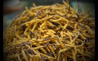 各個(gè)產(chǎn)地的冬蟲夏草都有何區(qū)別！