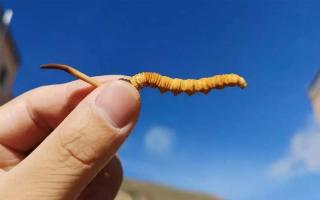 正宗的冬蟲夏草是如何加工的？