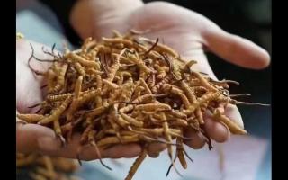 新鮮冬蟲(chóng)夏草怎么保存，謹(jǐn)記五要素！