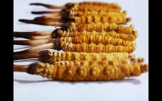 正宗高品質(zhì)冬蟲夏草怎么辨別？