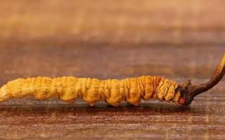 秋天應(yīng)如何保存冬蟲夏草不會變質(zhì)？
