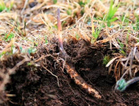 野生冬蟲夏草生長主要分為4個(gè)階段