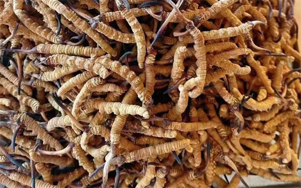 冬蟲夏草可以和番石榴一起吃嗎？