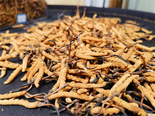 哪些人不能吃冬蟲夏草？這5類人慎食冬蟲夏草