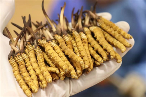 冬蟲夏草不能和什么一起吃？冬蟲夏草應(yīng)避免與6類食材同時(shí)食用