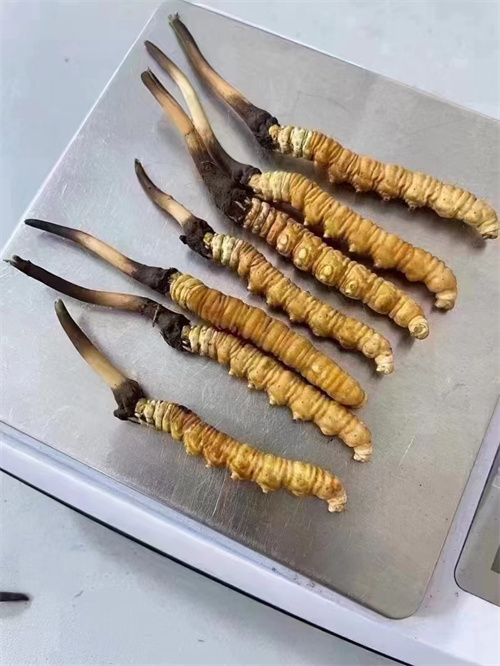 冬蟲(chóng)夏草煮還是泡好？?jī)煞N食用方法的對(duì)比分析