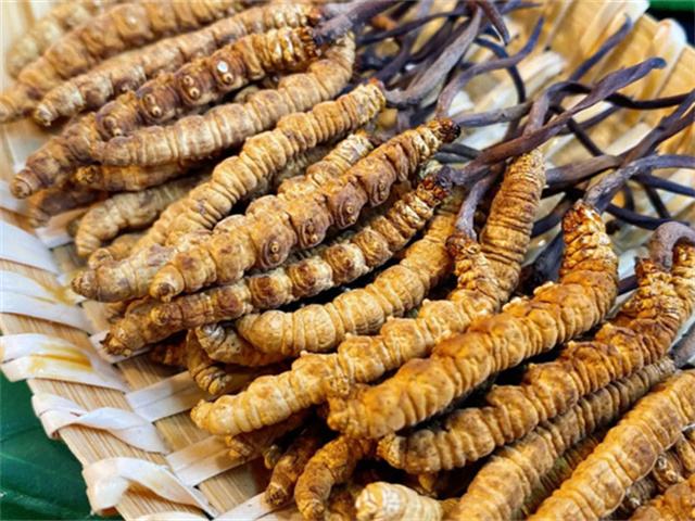 天然冬蟲夏草是怎么形成的？天然冬蟲夏草的形成過程