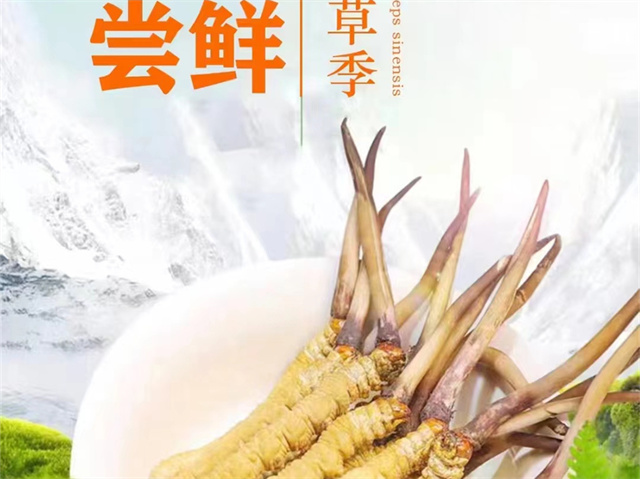 冬蟲夏草可以嫁接嗎？冬蟲夏草的形成過程極為特殊和復雜