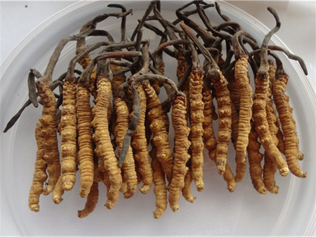 曬干之后的冬蟲夏草怎么吃？干冬蟲夏草的3種食用方法