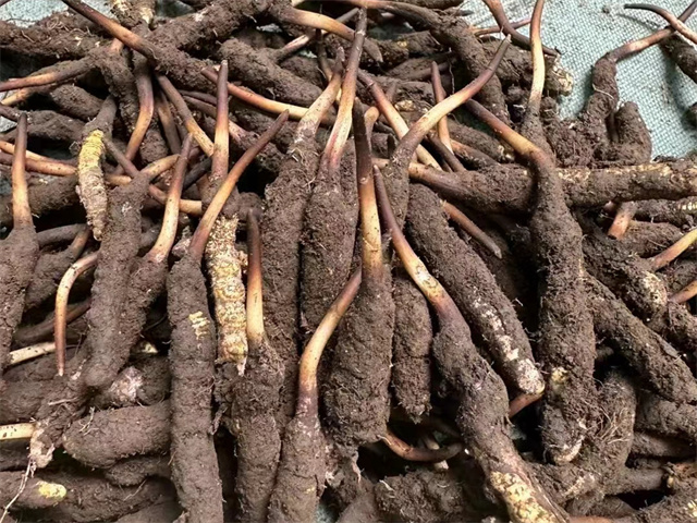 冬蟲(chóng)夏草和豬肉同吃常見(jiàn)的食用方法